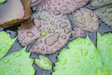 Water drops on green and brown lotus leafs