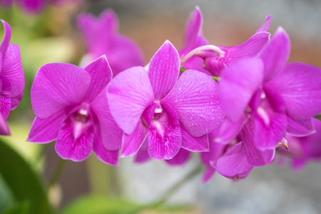 Wild purple orchids flowers with green stemの写真素材