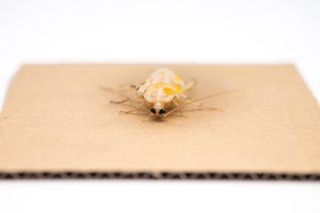 Young cockroach on brown paper for pest backgroundの写真素材