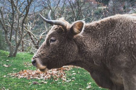 Single cow portrait on the countryside of Greece.の写真素材