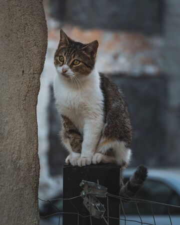 Cat sitting on an iron fence, next to a wall, looking away from the camera.の写真素材