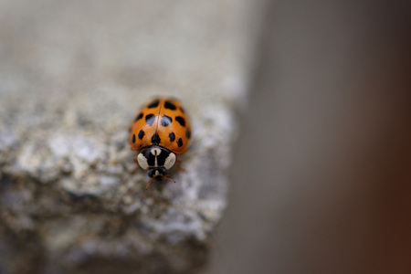 Macro closeup of ladybugの写真素材