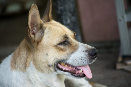 Thai dog tongue out
