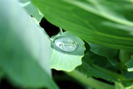 Small drops of dew on sheet of a green plant.の写真素材