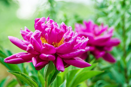 The dismissed flower of a dogrose on an indistinct backgroundの写真素材