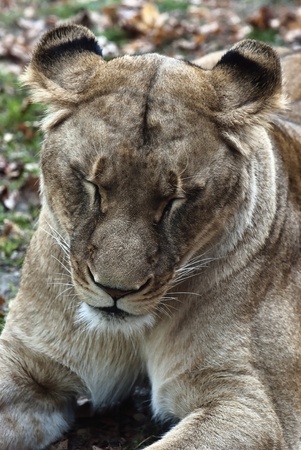 Closeup portrait of a female lion. Panthera leo.の写真素材