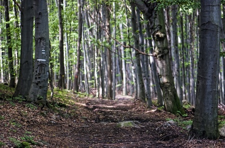 Forest walking path leading into sunshineの写真素材