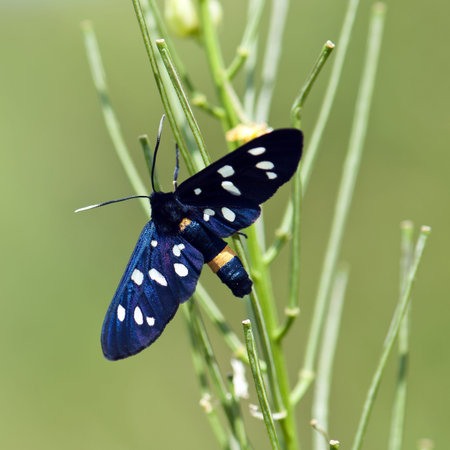 Butterfly lands on a leaf