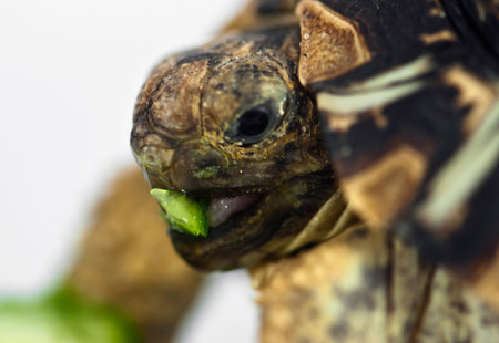 Leopard Tortoise (Geochelone pardalis) isolated on white background is eating cucumberの写真素材
