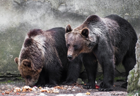 Two bear brothers eating (Ursus arctos)の写真素材