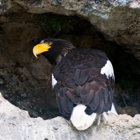 Stellers sea eagle looks leftの写真素材