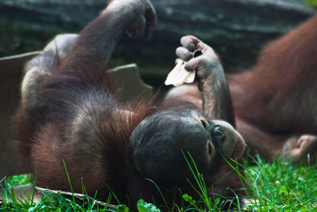 Cub of orangutan lying in the grass (Pongo pygmaeus)