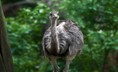Large flightless bird from australia (Dromaius novaehollandiae)の写真素材