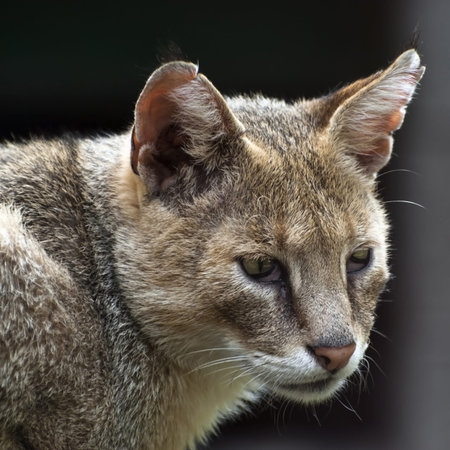 Portrait of a cat (felis chaus)