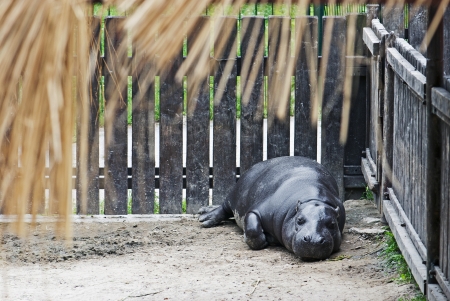 Pygmy hippopotamus (Choeropsis liberiensis) in a zooのeditorial素材