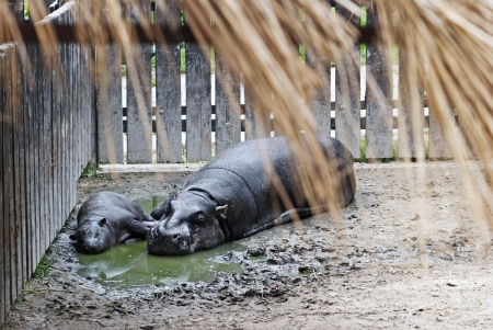 Pygmy Hippopotamus (choeropsis liberiensis) and a baby in a zooのeditorial素材