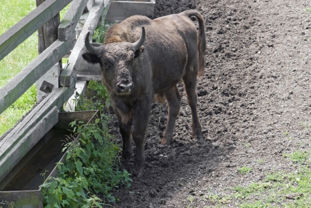 The largest concentration of European bison live in Polandの写真素材