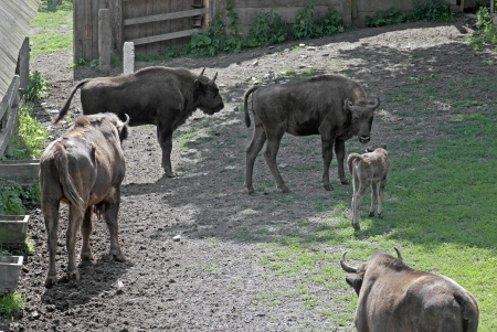 European Bison (Bison bonasus)の写真素材