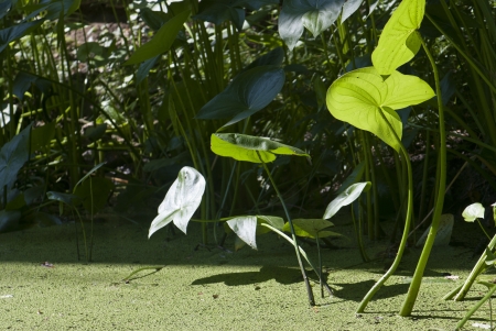 Fresh green leaves over waterの写真素材