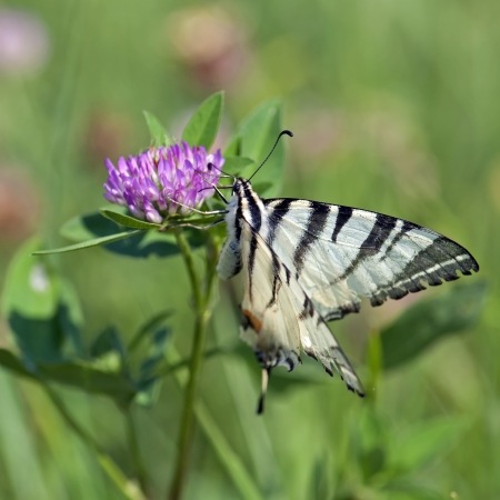 Swallowtail (Papilio machaon) collecting nectarの写真素材