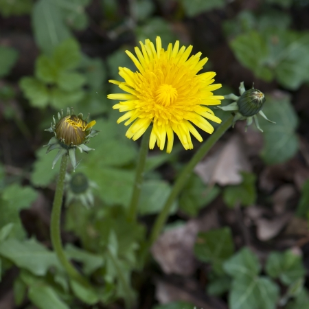 Detail of dandelion in a green grassの写真素材