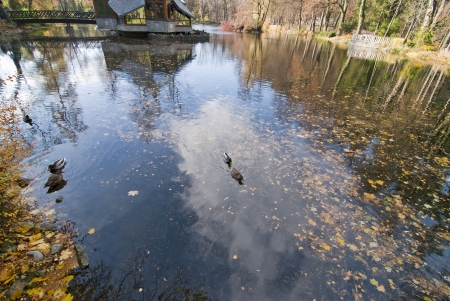 Autumn mirroring lake with ducksの写真素材