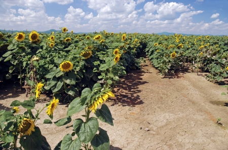 Bright yellow sunflower field with cracked soilの写真素材