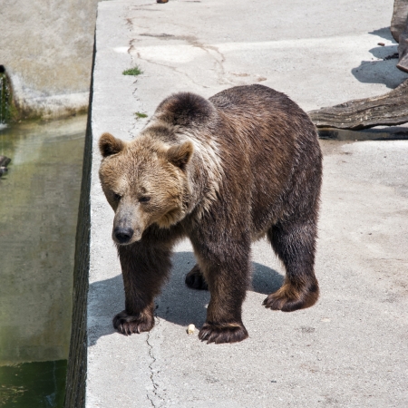Brown bear at zoo (ursus arctos arctos)の写真素材