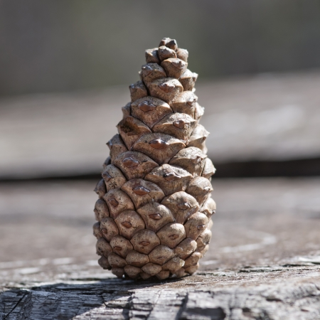 Detailed look at the pinecone.の写真素材