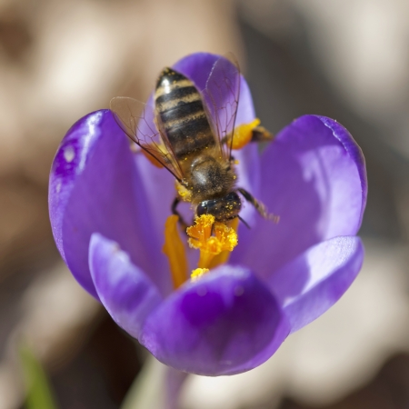 Macro of bee pollinate flower (Crocus heuffelianus)の写真素材