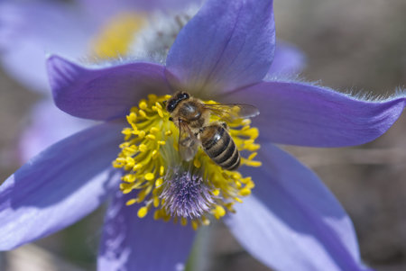 Bee (Apis mellifera) climbs and pollinate pulsatilla flower (Pulsatilla slavica).