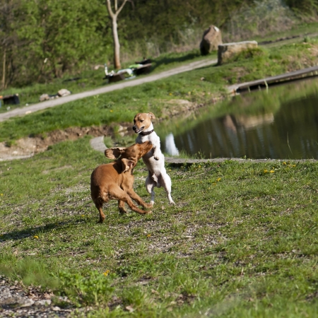 Two dogs playing together on the grass.の写真素材
