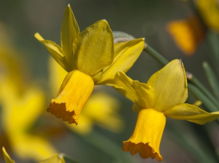detail of two yellow daffodils.の写真素材