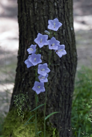 Bluebell flower with the tree in the background.の写真素材