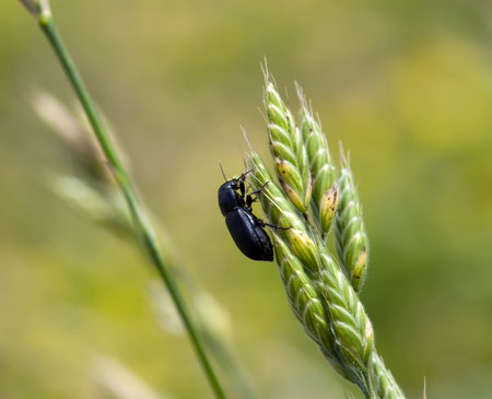 Black beetle crawl on green plant.の写真素材