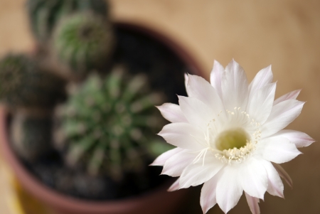 Blooming cactus Queen of the night growing in a pot. Selenicereus grandiflorus.の写真素材