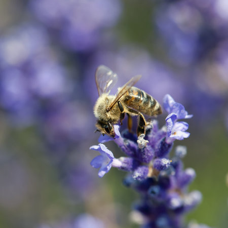 Bee pollinate a flower of the lavandula 