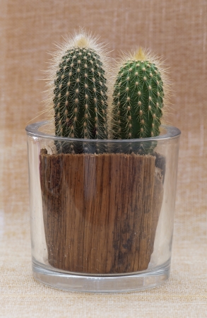 Baby saguaro cactus in a decorative pot の写真素材