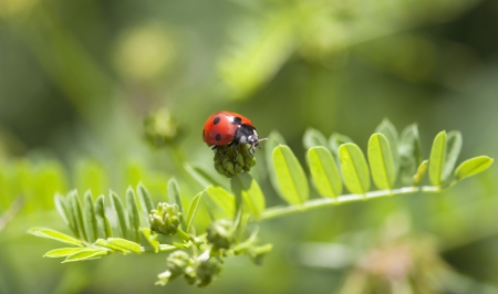 Ladybird crawling on the green plant の写真素材