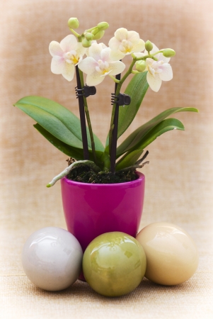 Orchid flower and three eggs  Easter decoration の写真素材
