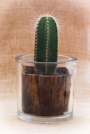 Baby saguaro cactus in a decorative glass pot の写真素材