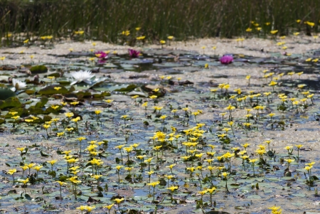 Nuphar lutea in garden lake の写真素材