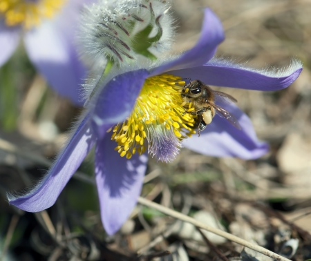 Bee  Apis mellifera  pollinate pulsatilla flower  Pulsatilla slavica   Little bee and flower の写真素材