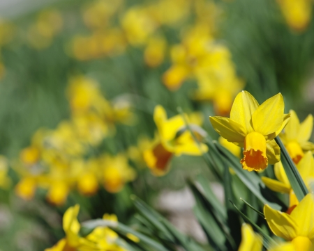 Flowerbed of blooming yellow daffodils.の写真素材