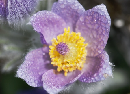Detail of pulsatilla slavica flower.の写真素材