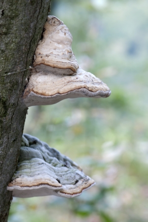 Close up of two fungus growing on a tree.の写真素材