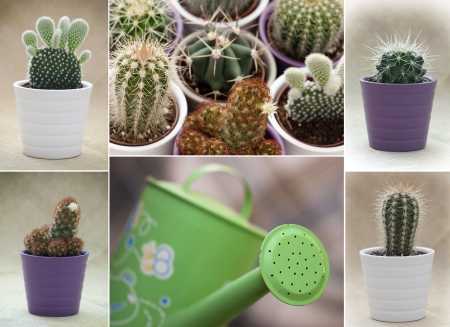 Mix of various cacti with green watering can の写真素材