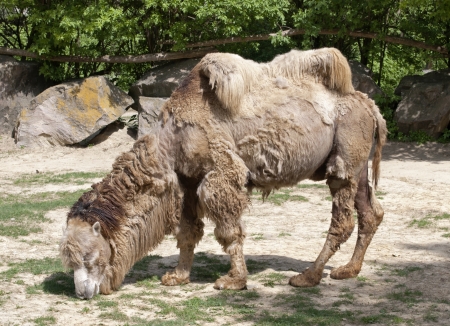 Bactrian camel  Camelus bactrianus  at zoo の写真素材