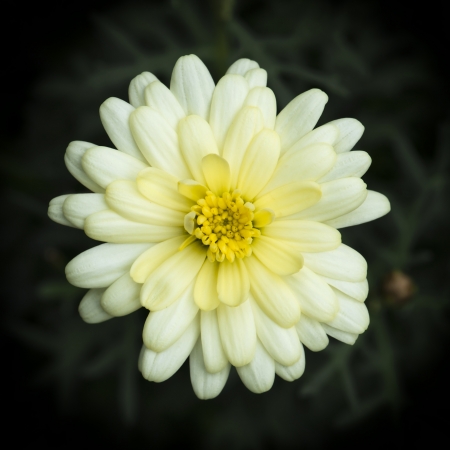 Close up of yellow zinnia on a dark background.の写真素材