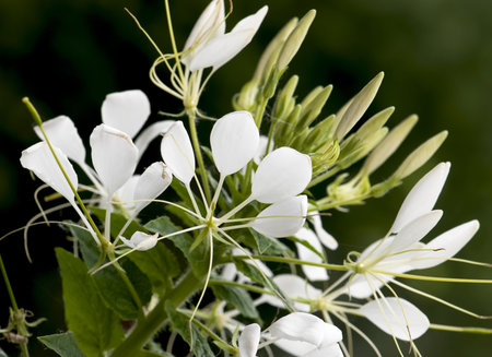 Detail of cleome (spider flower).の写真素材
